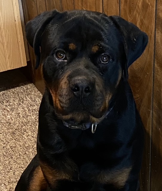 Colt of Sanny Hill - Rottweiler Male