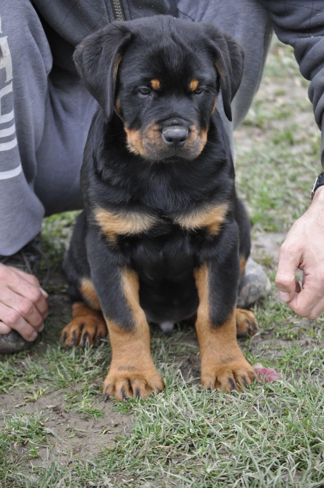 Colt Of Sanny Hill - Rottweiler Male