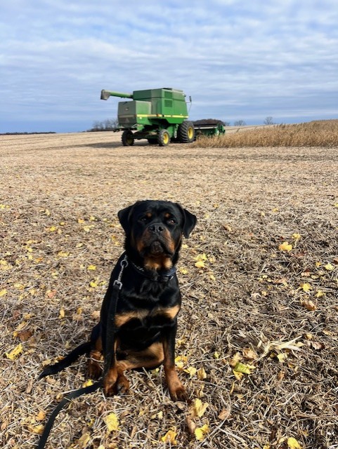 Rottweiler on the farm with combine