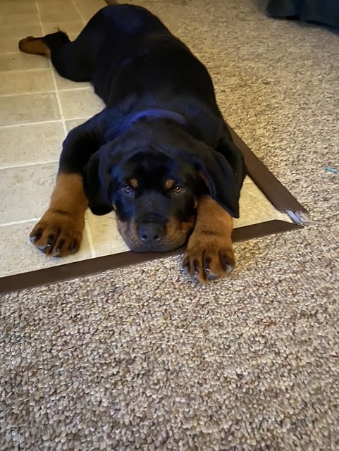 Colt laying down looking at camera