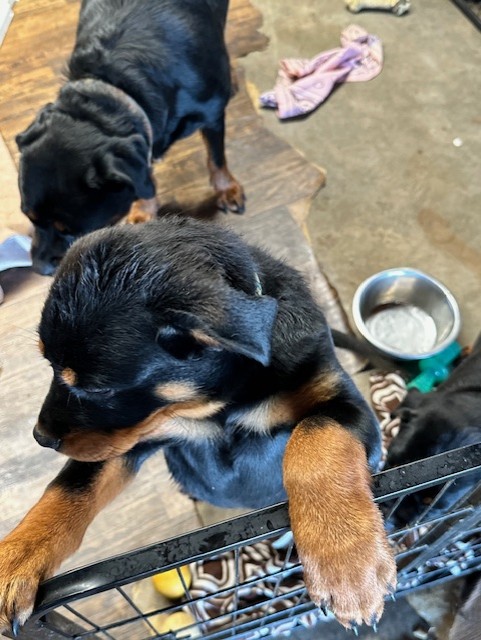 Curious Rottweiler puppy climbing
