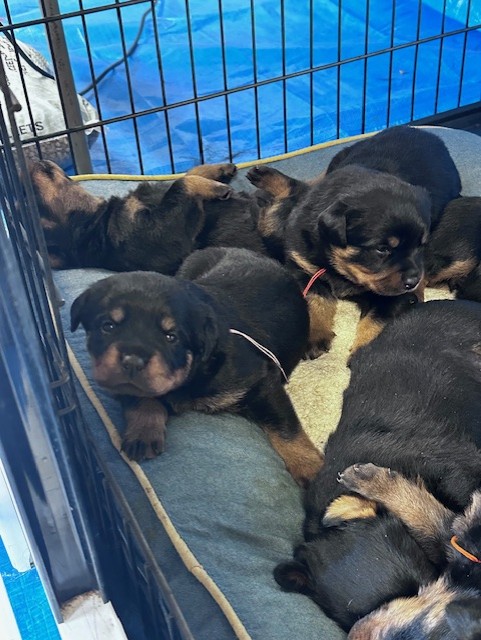 Rottweiler litter in crate