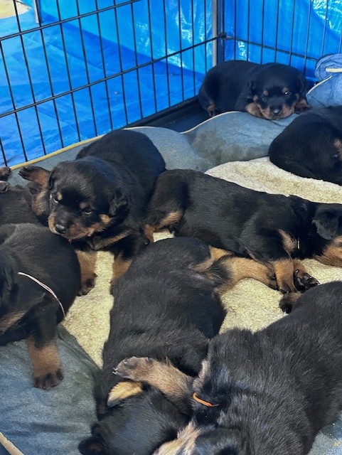 Rottweiler litter sleeping together