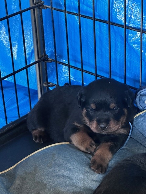 Newborn Rottweiler puppy close-up
