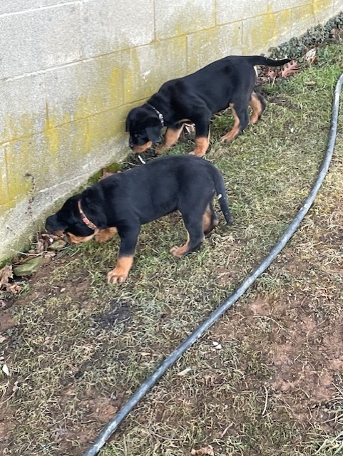 Rottweiler puppies exploring along wall