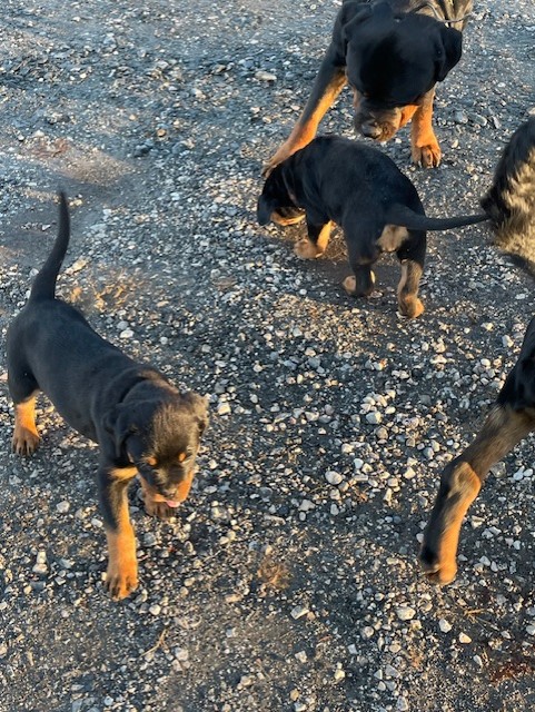 Rottweiler puppies playing on gravel