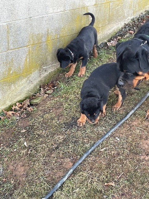 Rottweiler puppies sniffing along wall