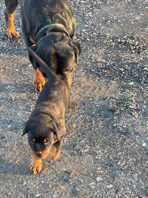 Rottweiler puppies walking on gravel