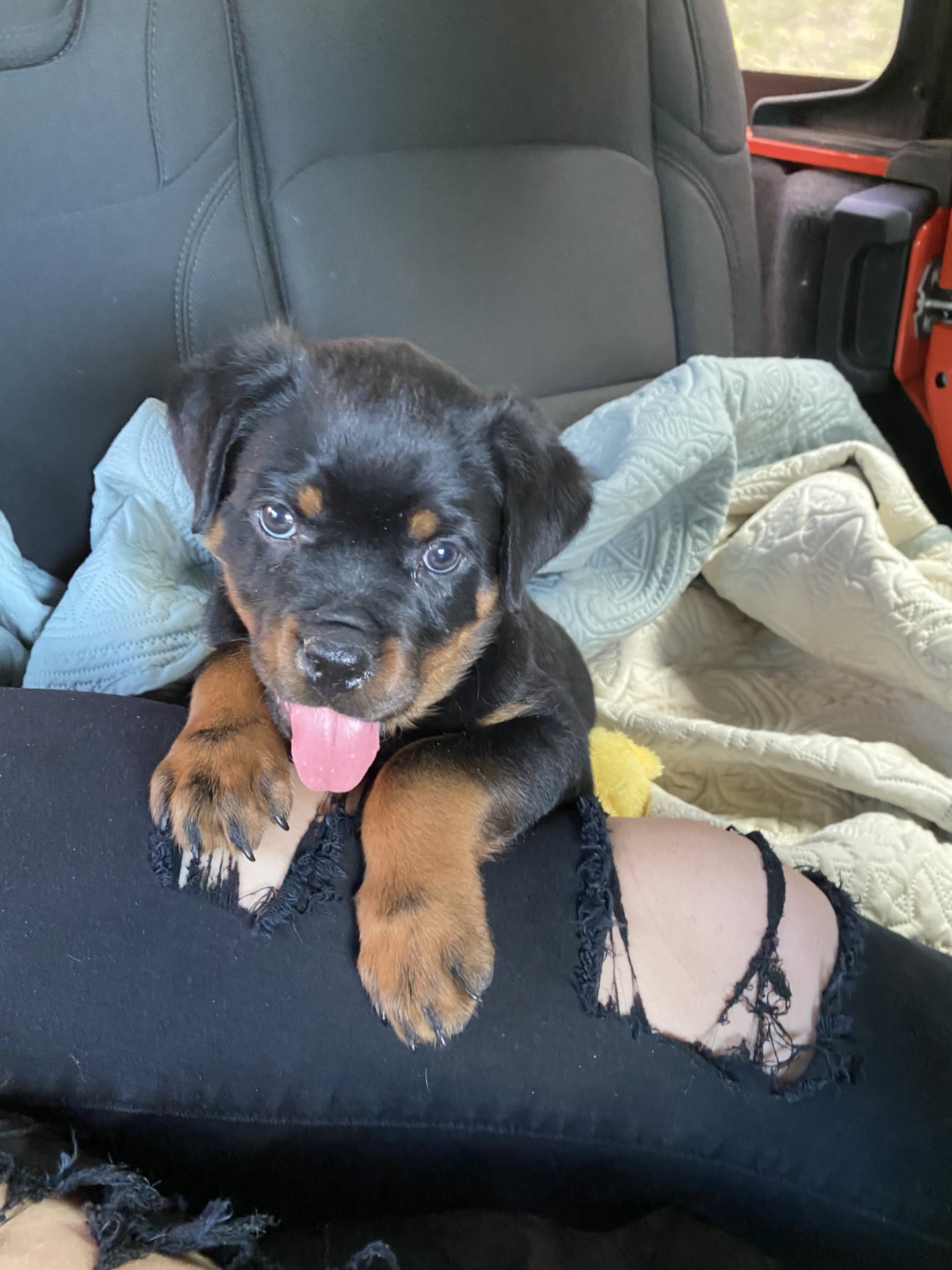 Rottweiler puppy in backseat with tongue out
