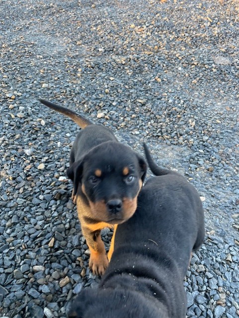 Rottweiler puppy looking up at camera
