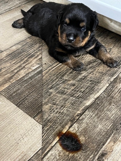Rottweiler puppy on floor