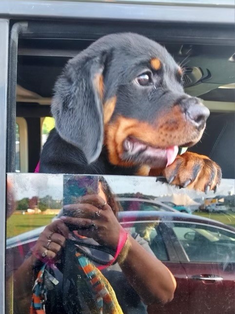 Rottweiler puppy profile at truck window