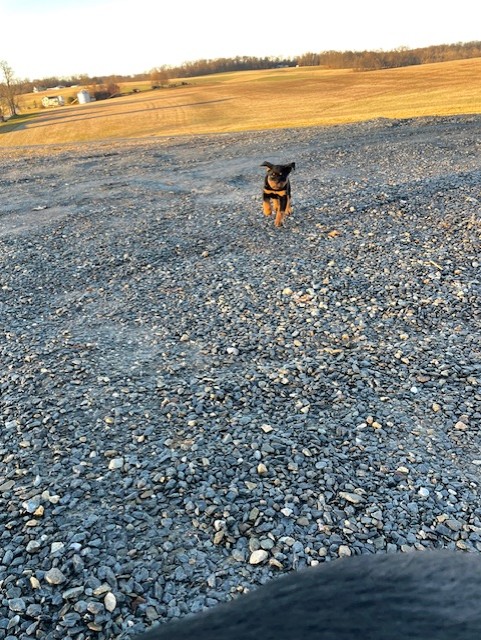 Rottweiler puppy running across driveway