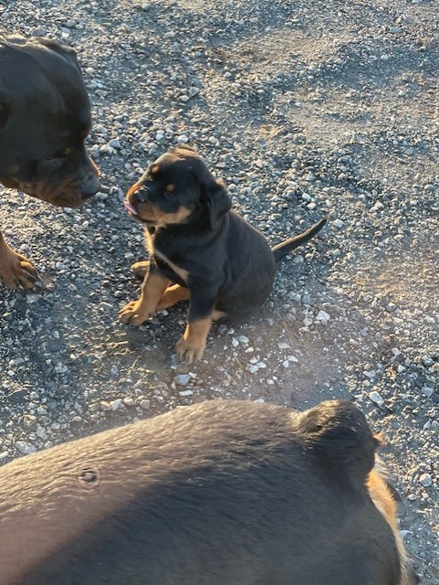Rottweiler puppy sitting up