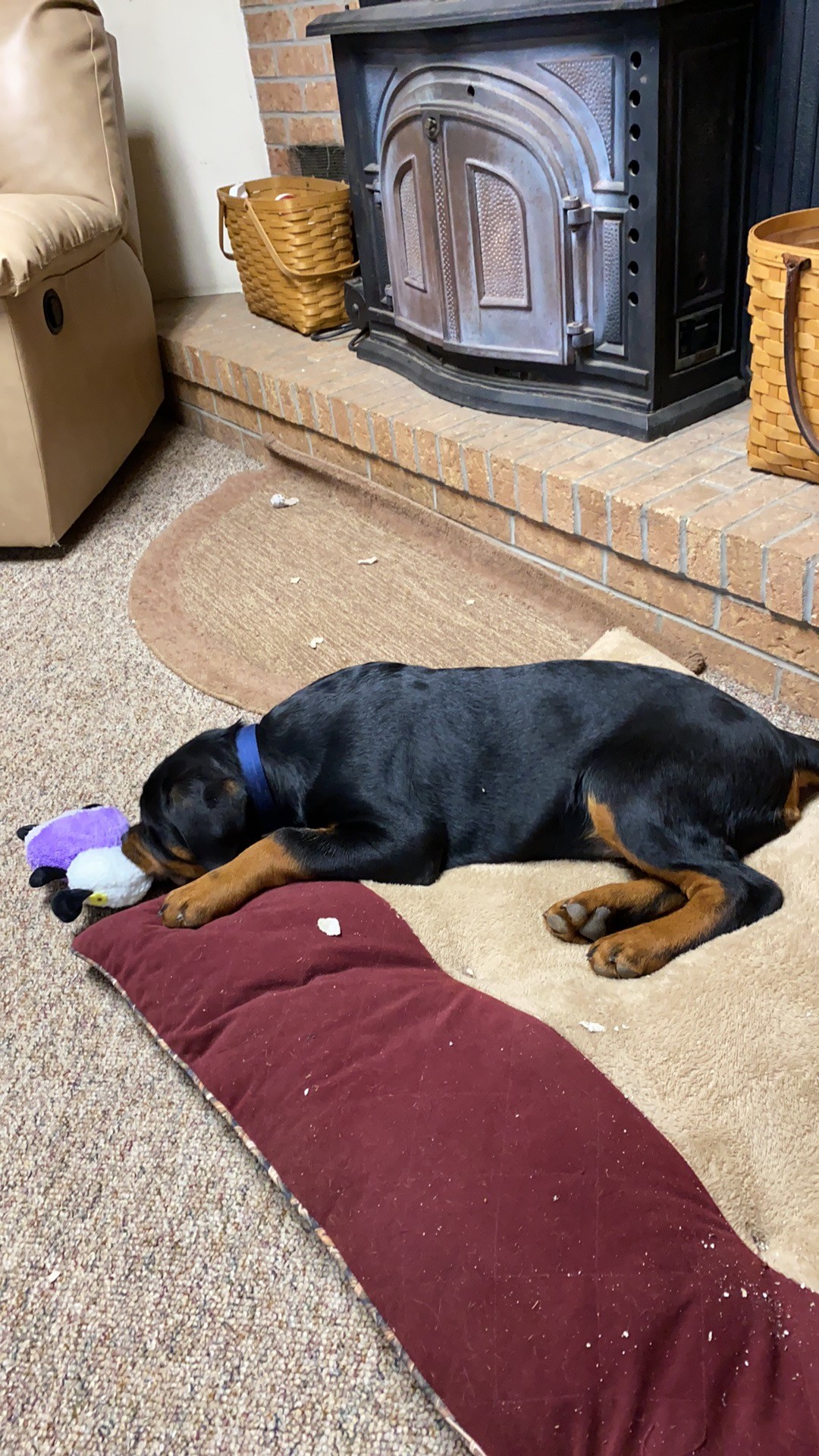 Rottweiler puppy sleeping by fireplace