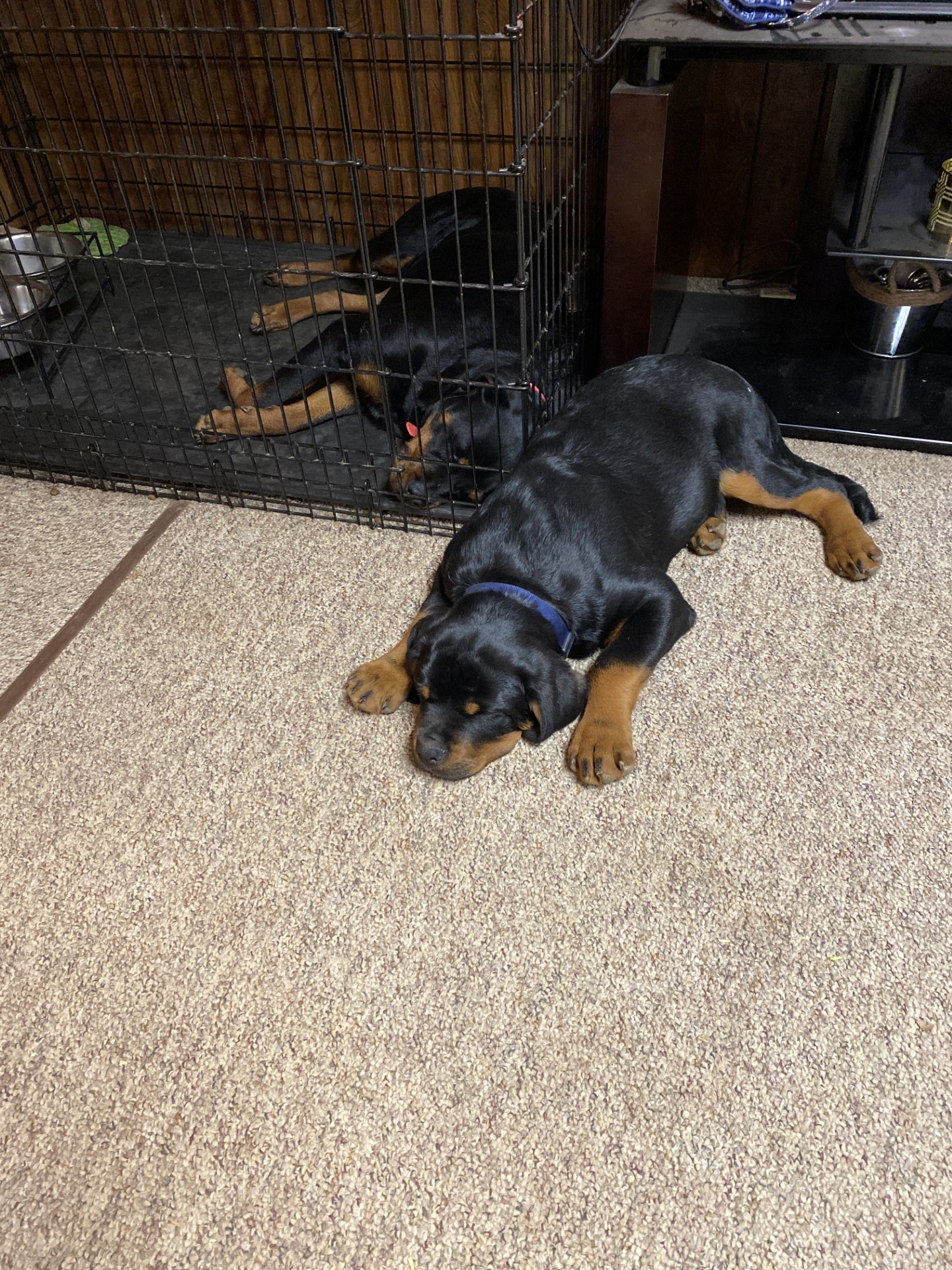 Rottweiler puppy stretched out on carpet