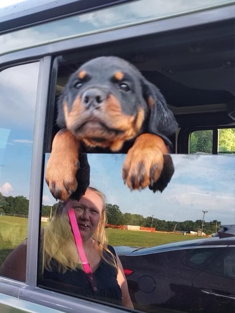 Rottweiler puppy looking out truck window