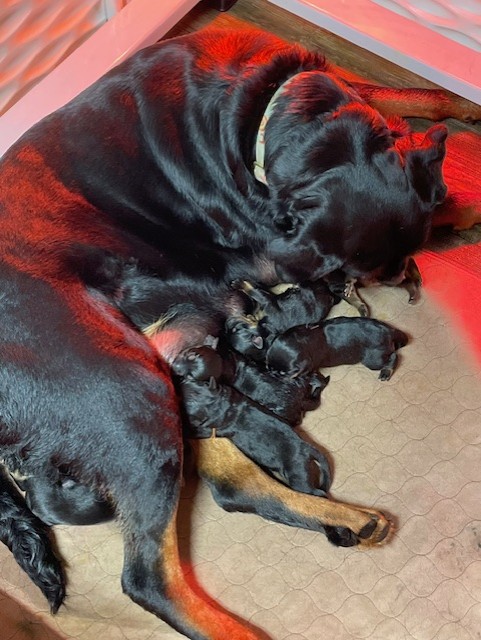 Raven nursing her puppies
