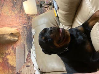 Raven relaxing on couch