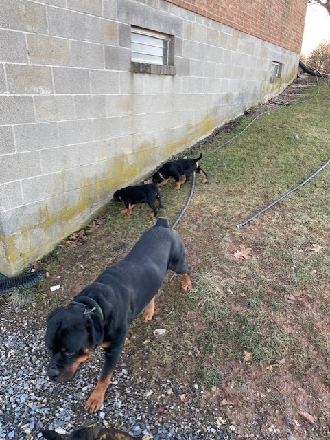 Raven walking with puppies outside