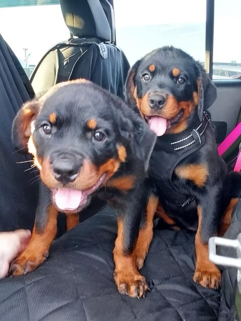 Two Rottweiler puppies smiling in truck