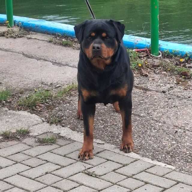Hope vom Bierweg - standing front, by the water