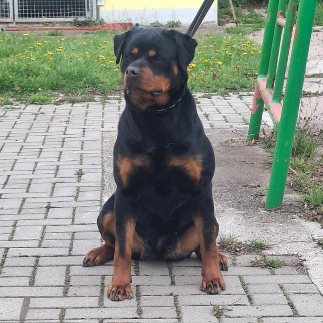 Hope vom Bierweg - Incoming ADRK Rottweiler Female