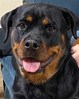 Raven Von Hause Evans - Rottweiler Female