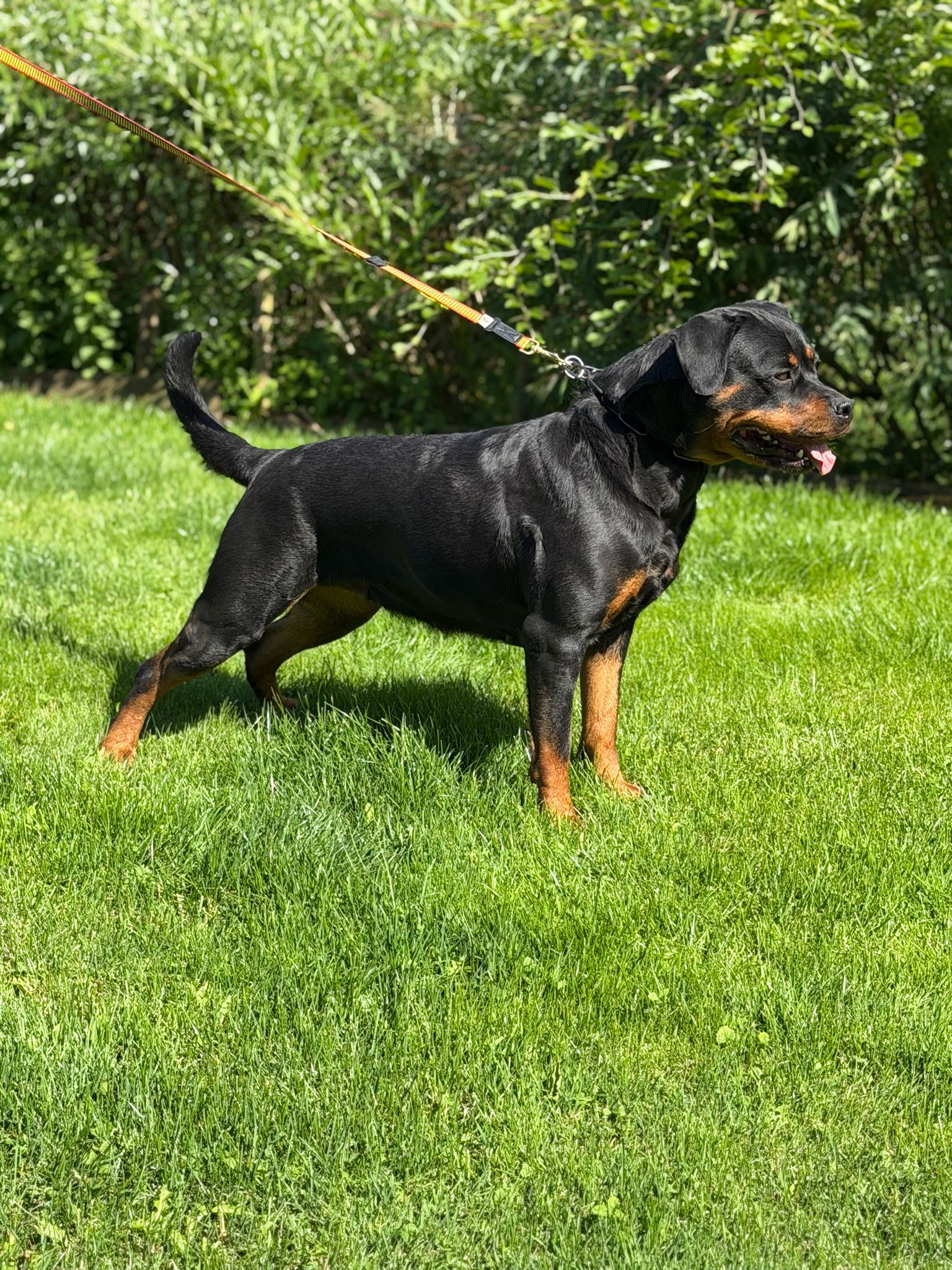 Talya des Nouradons - imported dam for the 2026 litter