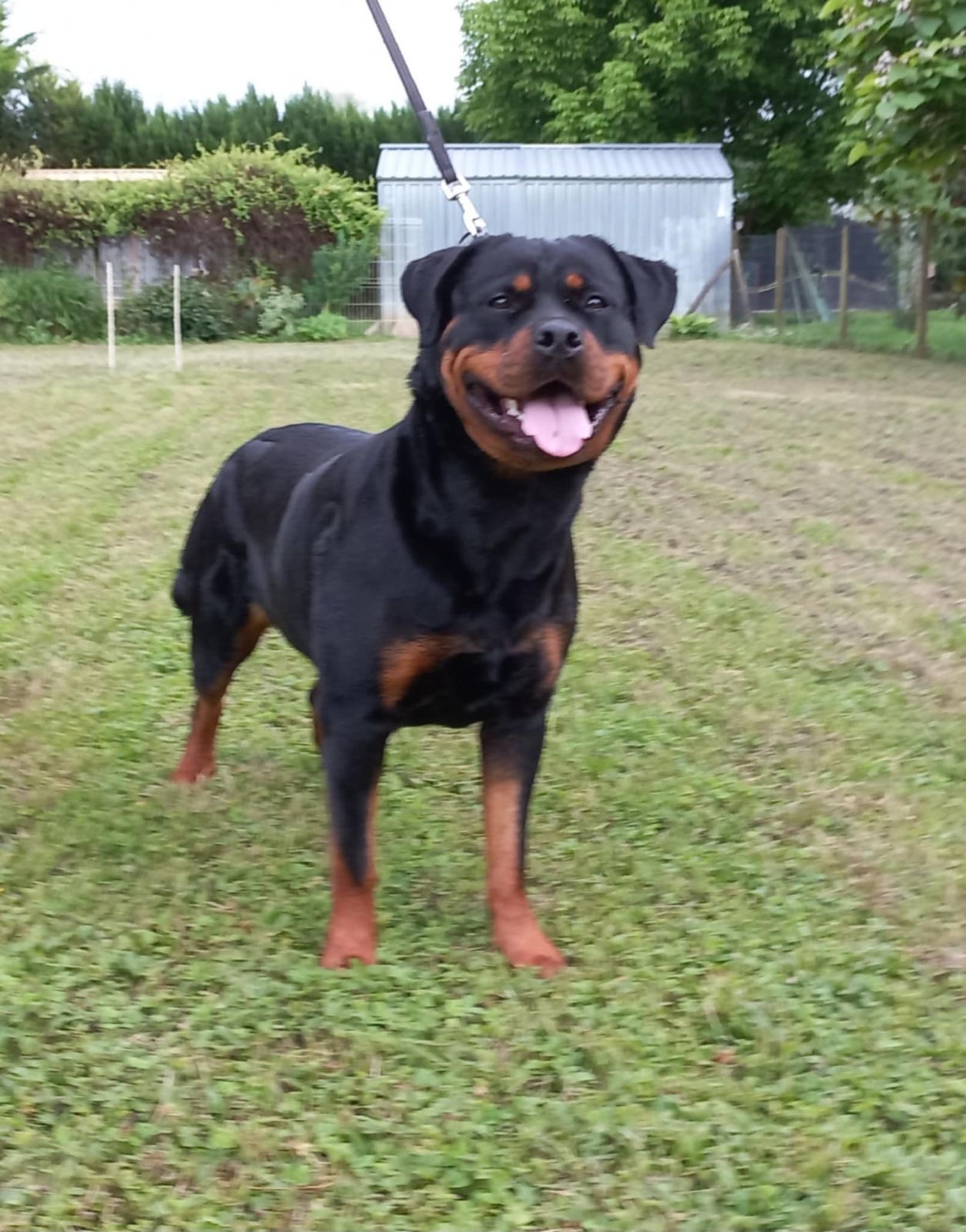 Talya des Nouradons - Imported Rottweiler Female